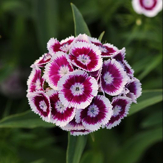 Dianthus Barbatus Bartnelke Sweet Purple White Bicolor Samen