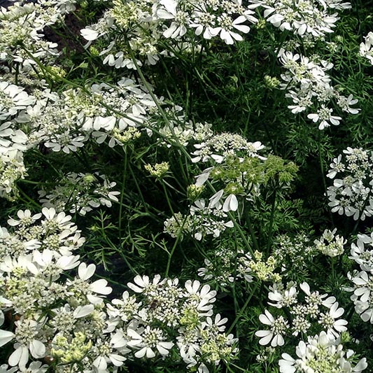 Orlaya grandiflora - Strahldolde - White Lace