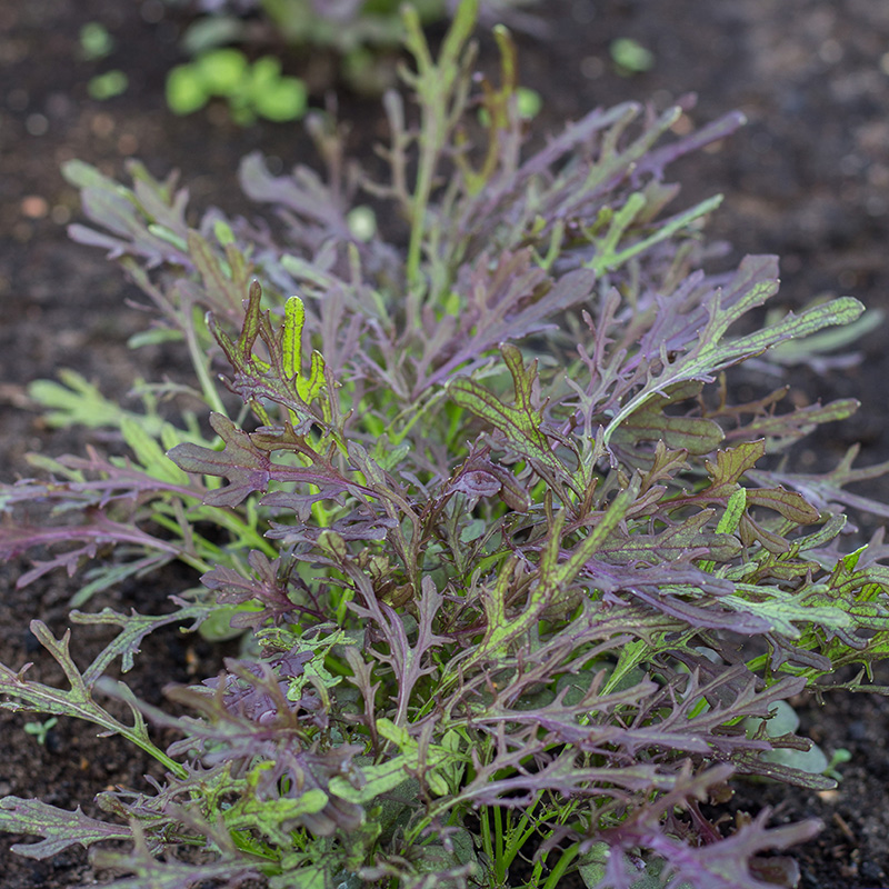 Brassica juncea - Blattsenf - Purple Frills
