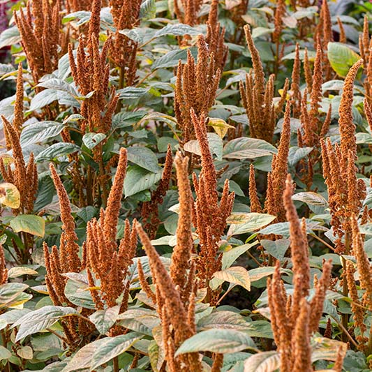 Amaranthus cruentus - Fuchsschwanz - Hot Biscuits