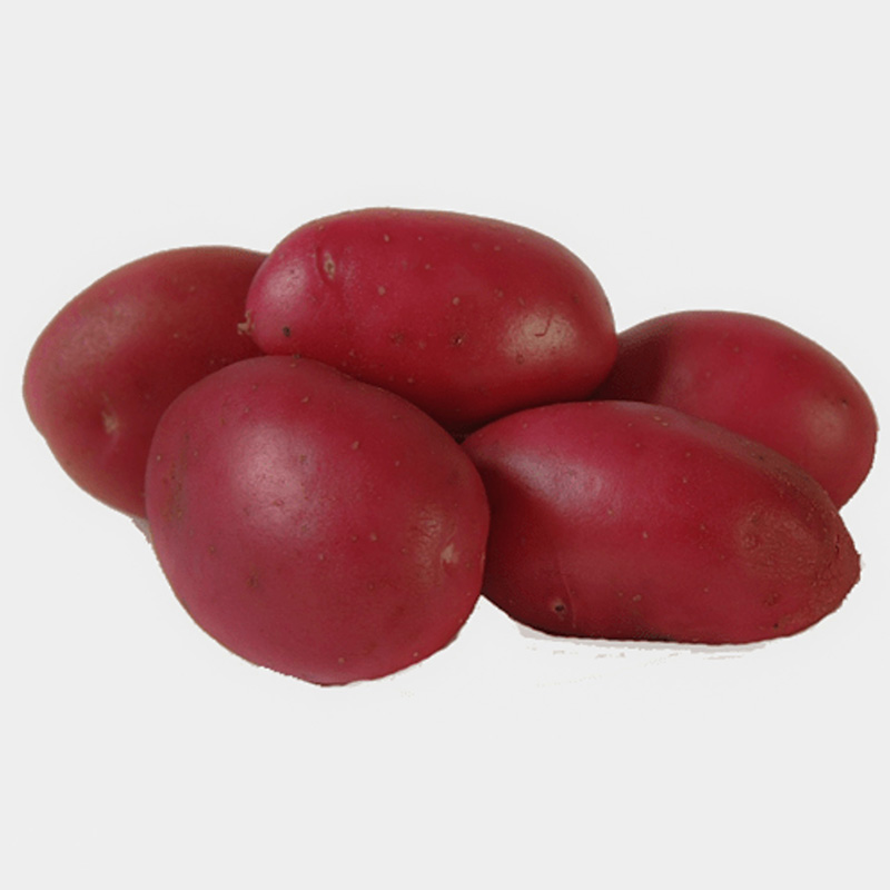 Solanum tuberosum - Pflanzkartoffel - Dunastar