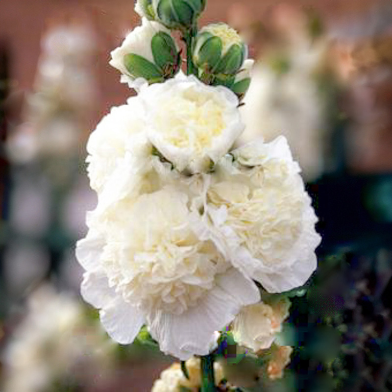 Alcea rosea plena - Stockrose - Chaters White