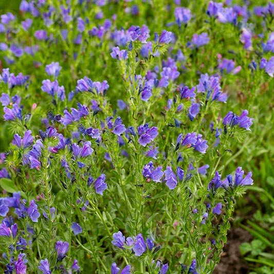 Echium plantagineum - Wegerich-Natternkopf - Blue Bedder