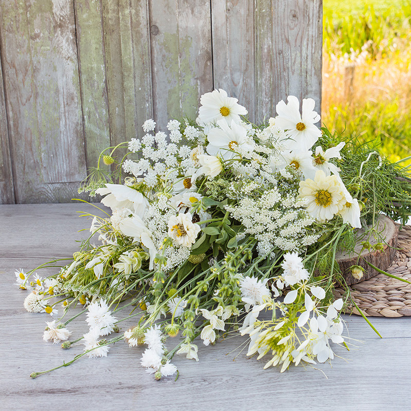 Blumemischung - Sweet White