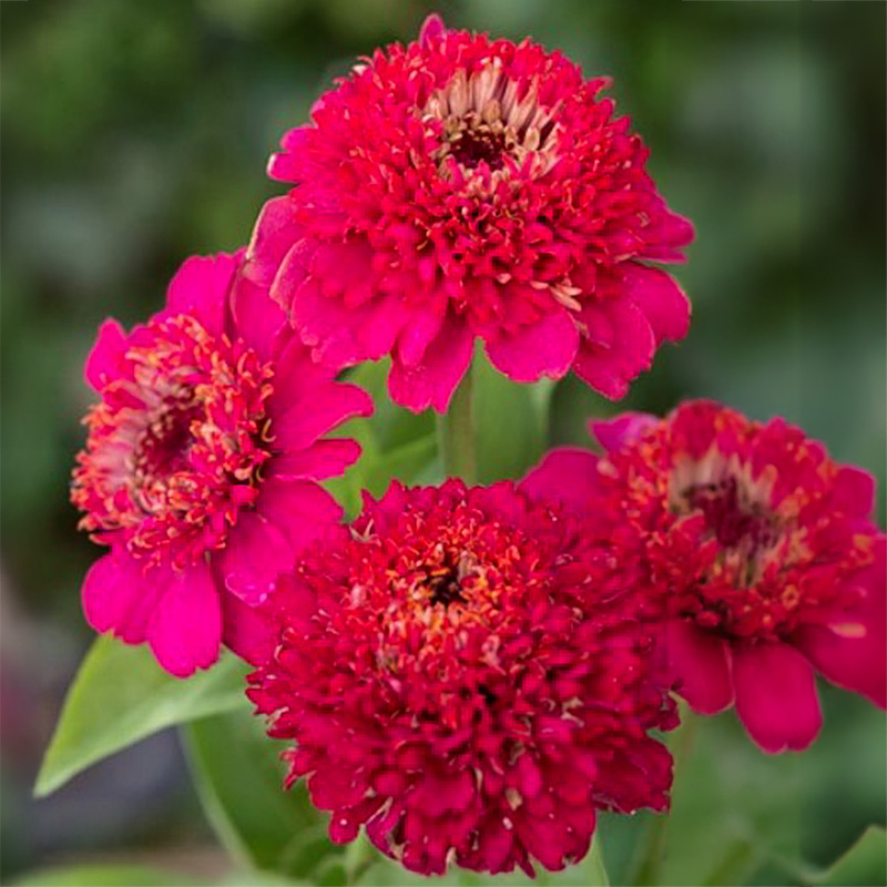 Zinnia elegans - Zinnie - Cresto! Violet