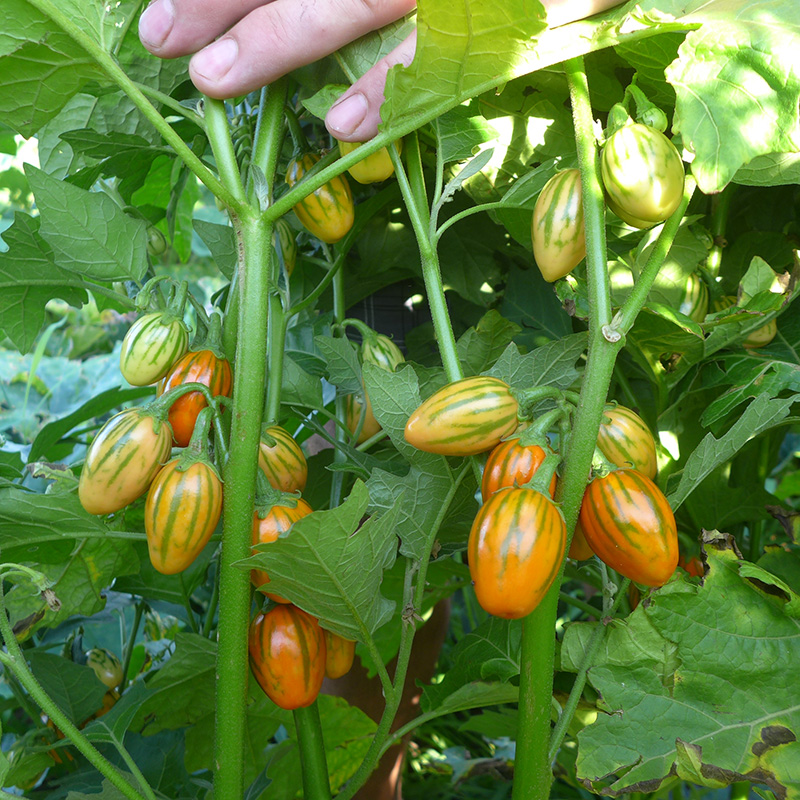 Solanum melongena - Zierauberginen - Striped Toga