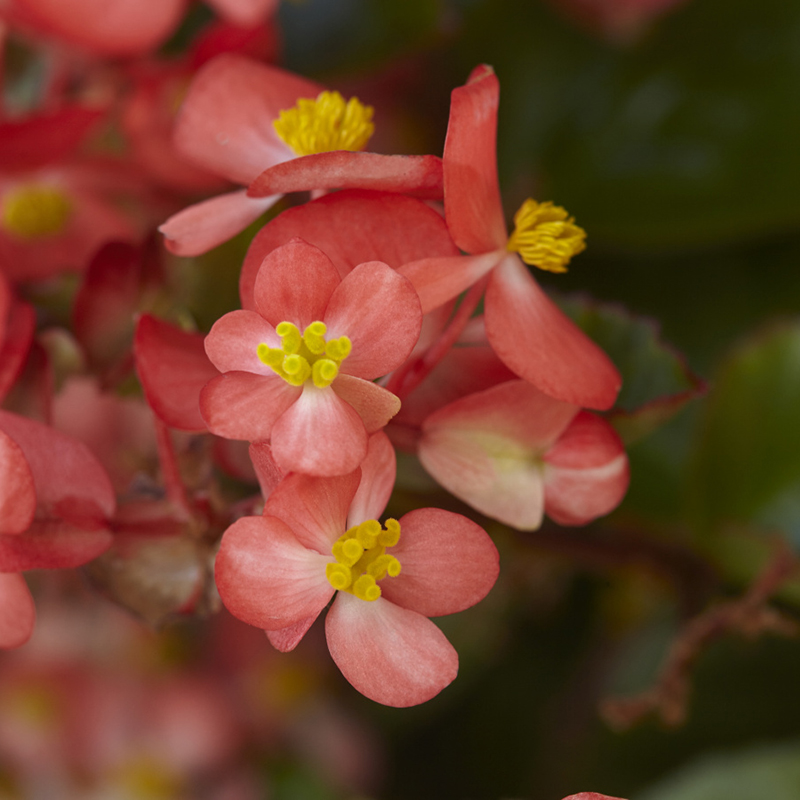 Begonia interspecific - Begonie - Hula™ bicolor Red-White