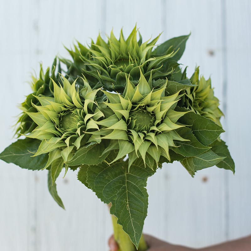 Helianthus annuus - Sonnenblume - Sun-Fill™ Green