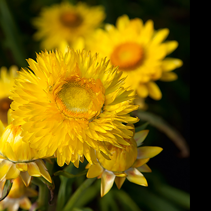 Helichrysum bracteatum - Strohblume - Hello Sunshine