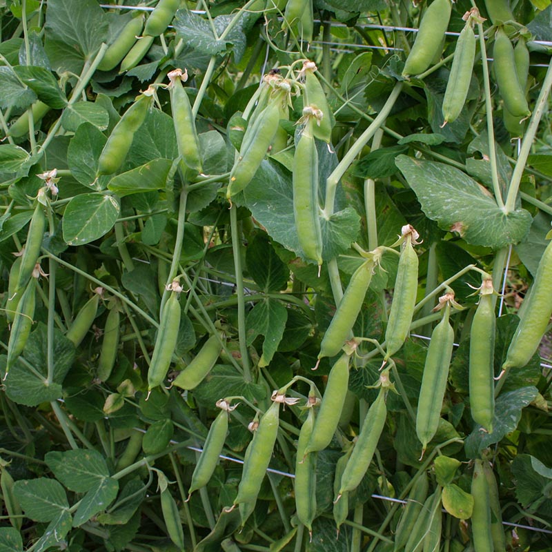 Pisum sativum - Zuckererbse - Eerste vroege Mei