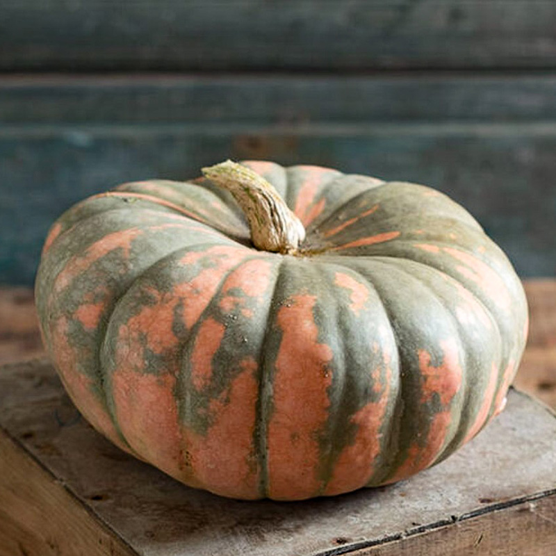 Cucurbita maxima - Speckled Hound F1