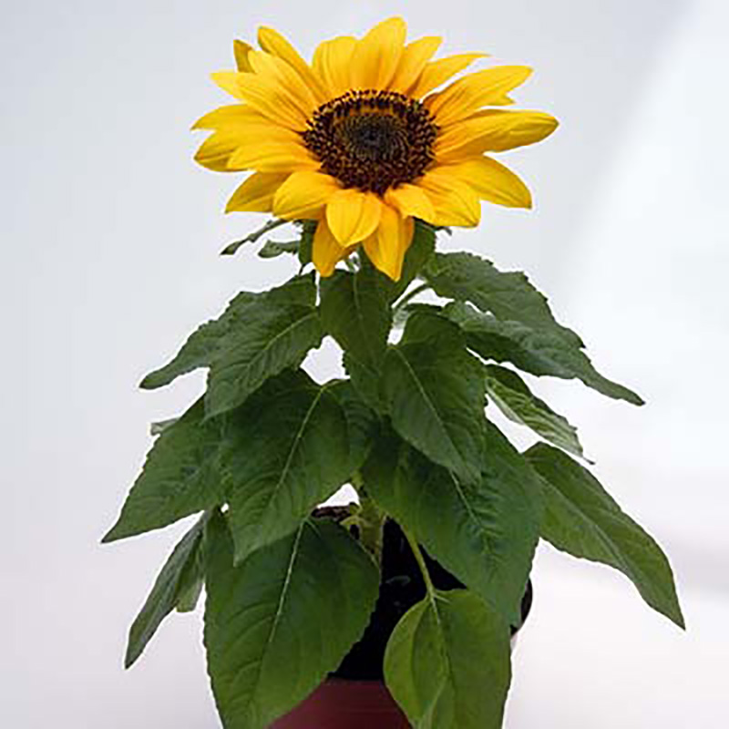 Helianthus annuus - Sonnenblume - Bert
