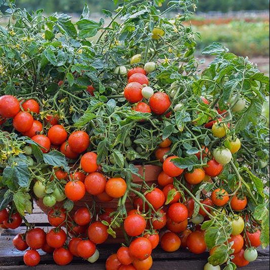 Solanum lycopersicum - Tomate - Maskota