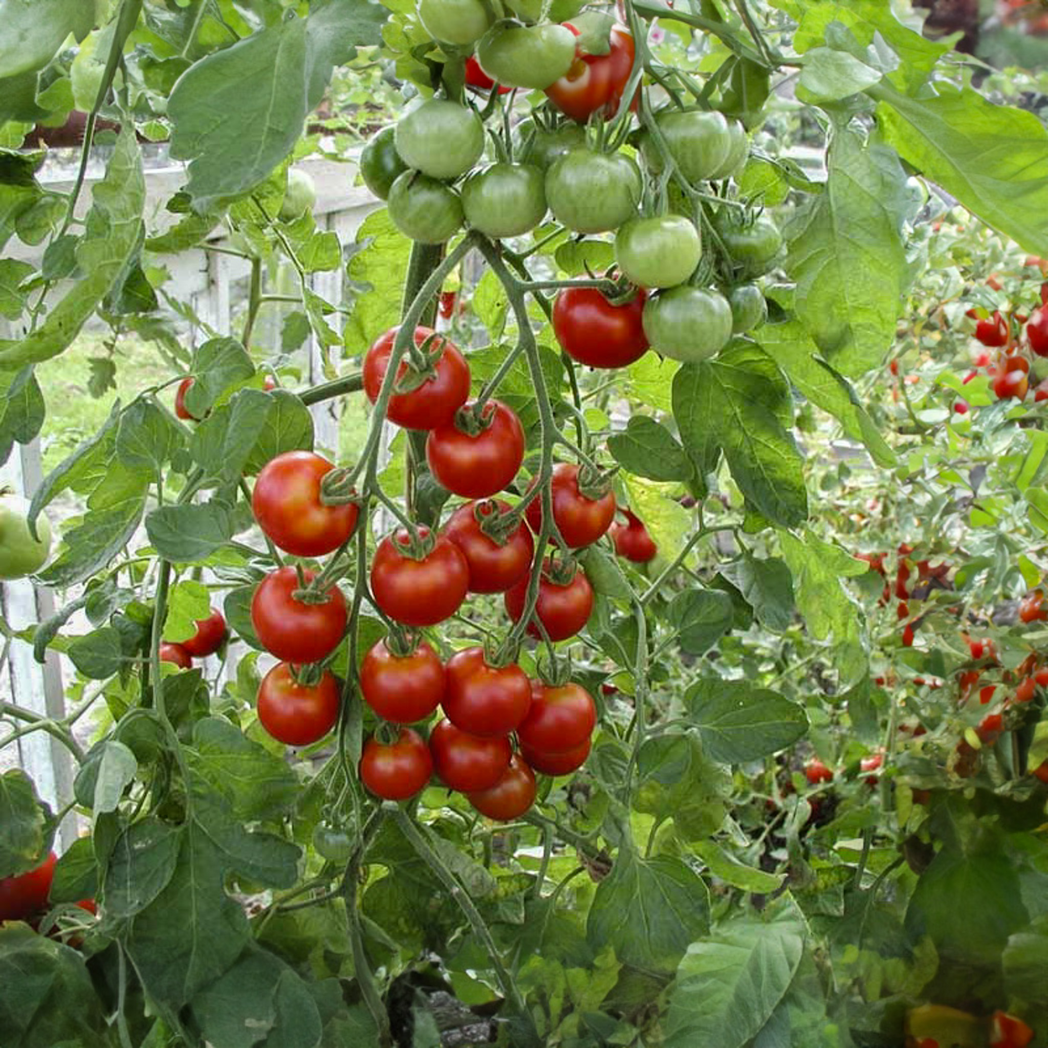 Solanum lycopersicum - Tomate - Moneymaker