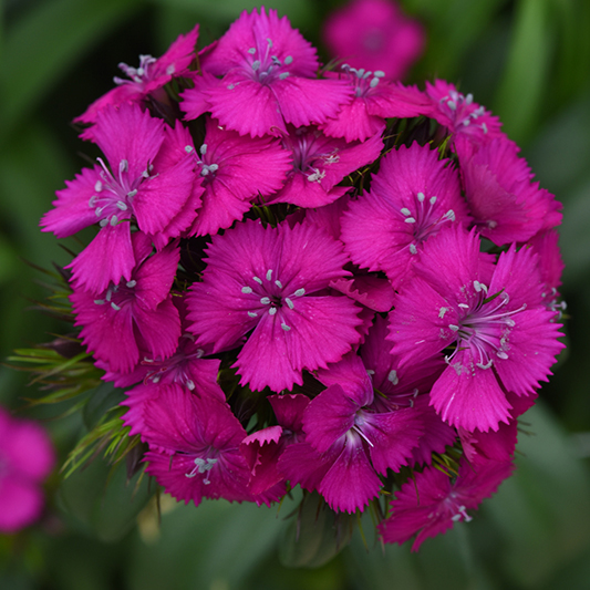 Dianthus barbatus - Bartnelke - Sweet™ Neon Purple
