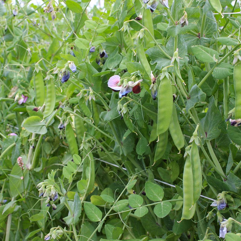 Phaseolus vulgaris - Zuckererbse - Graue Buntblühende