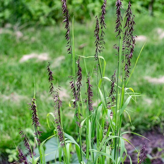 Melica altissima - Perlgras