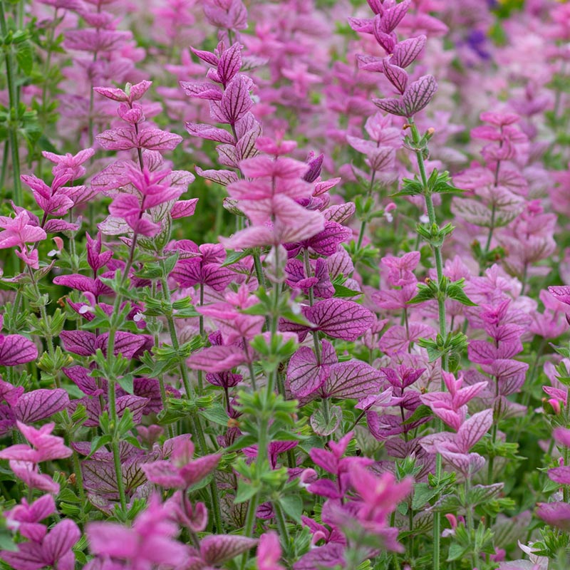 Salvia horminum - Salbei - Pink Sundae