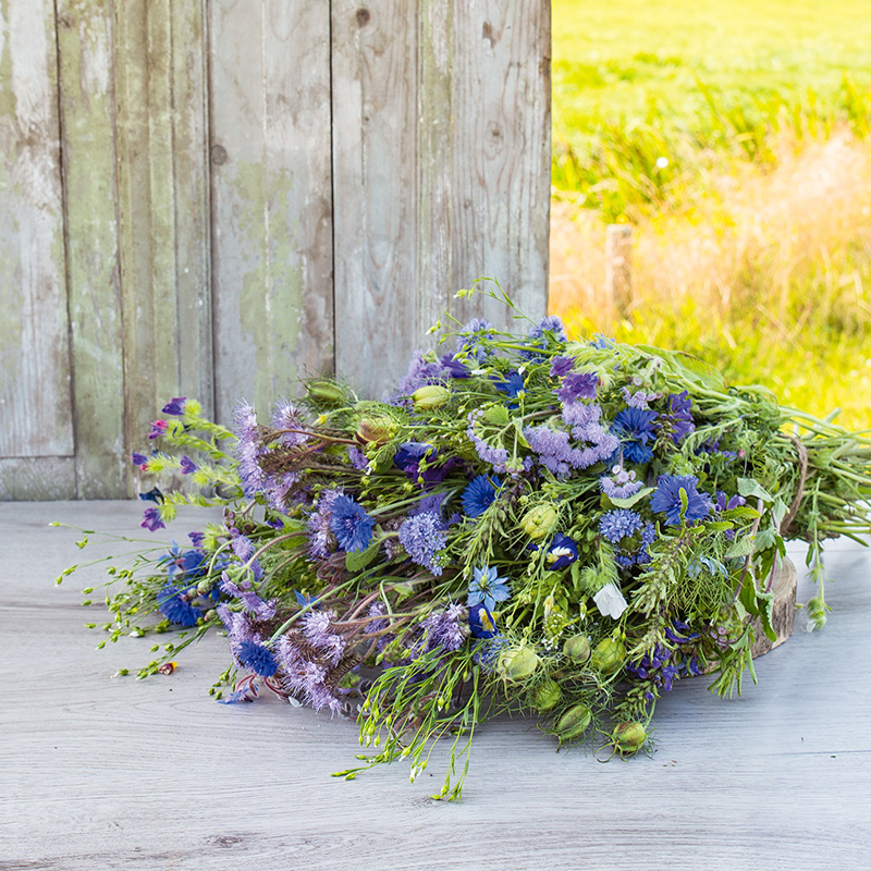 Blumenmischung - Royal Blue