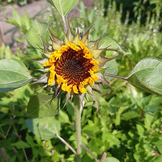 Helianthus annuus - Sonnenblume - Sun-Fill™ Green
