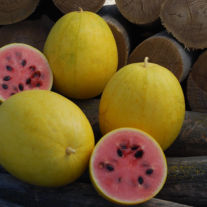 Citrullus lanatus - Wassermelone - Golden Midget