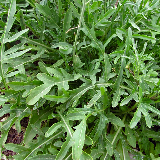 Diplotaxis tenuifolia - Wilder Rucola - Sylvetta