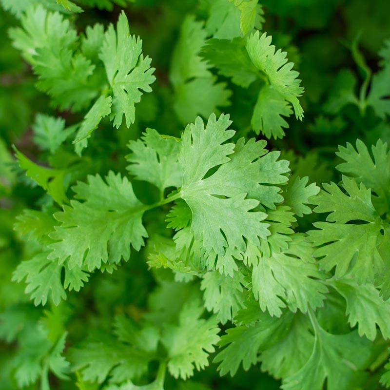 Coriandrum sativum - Koriander - Green Bush