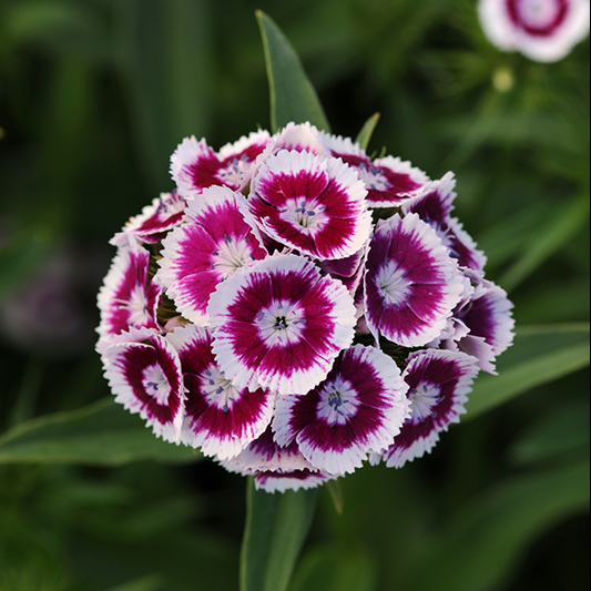 Dianthus barbatus - Bartnelke - Sweet™ Purple White Bicolor
