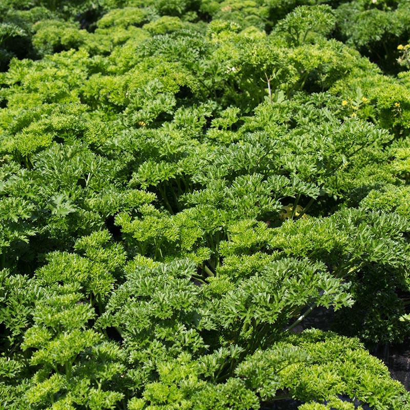 Petroselinum crispum - Petersilie - Mooskrause