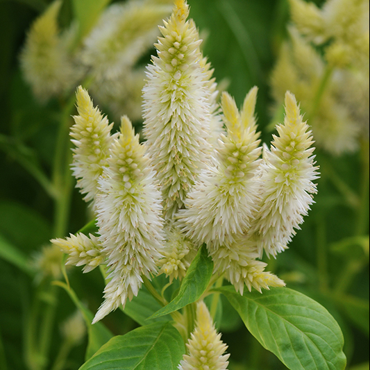 Celosia spicata - Brandschopf - Celway™ White