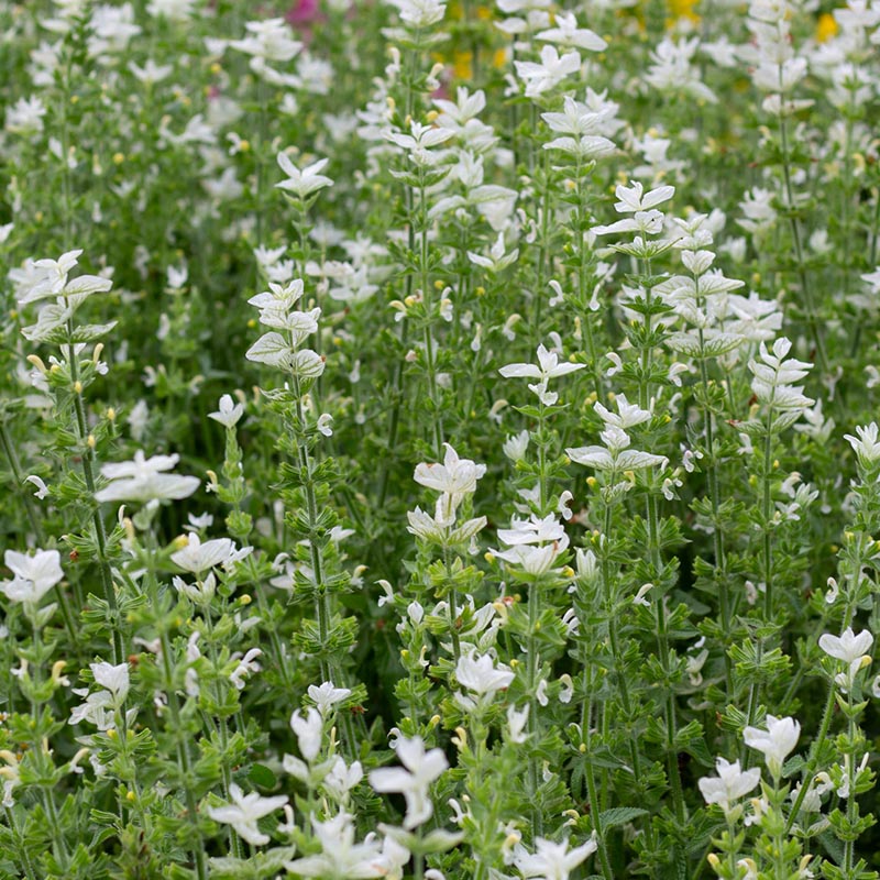 Salvia horminum - Salbei - White Mist