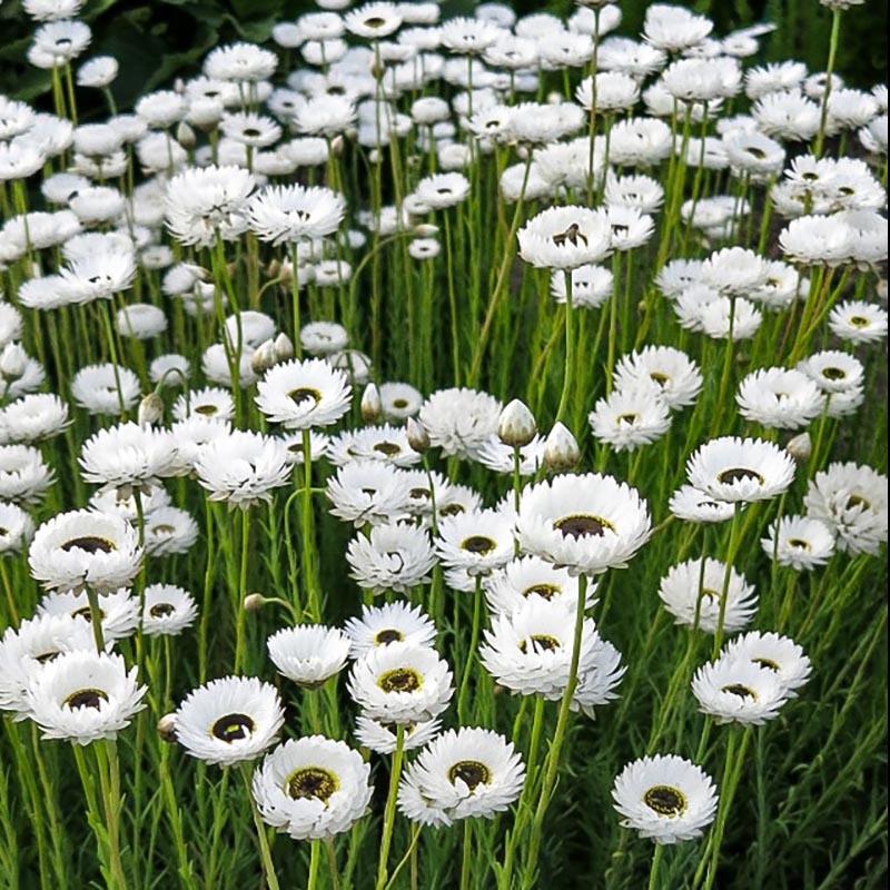 Helipterum roseum - Sonnenstrohblume - Pierrot White
