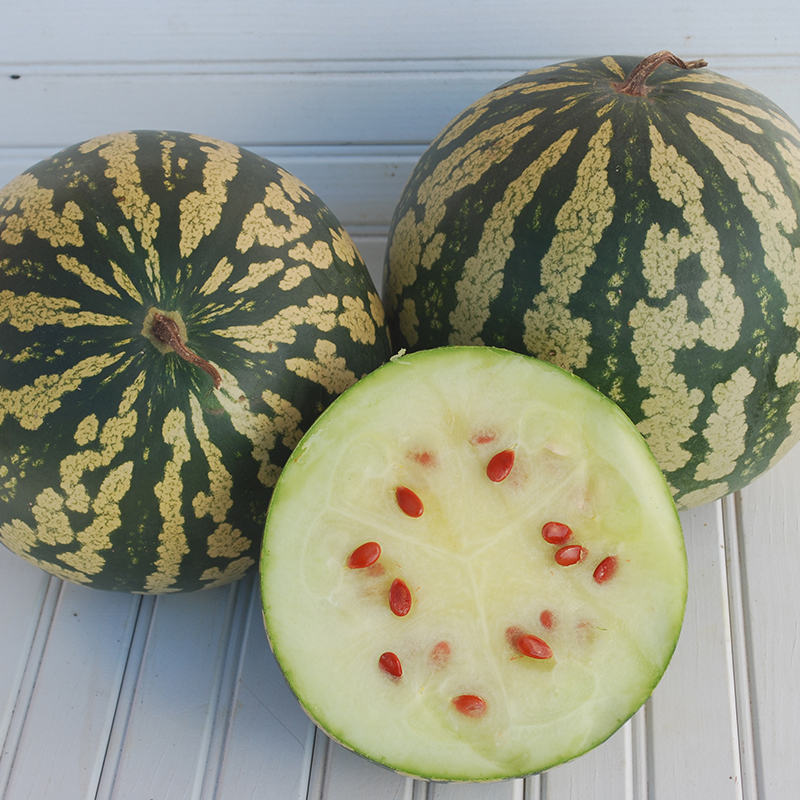 Citrullus lanatus - Wassermelone - Citron (Red Seeded)