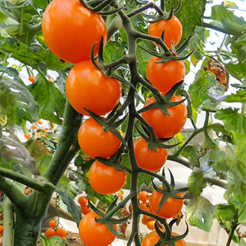 Solanum lycopersicum - Kirschtomate - Lillit