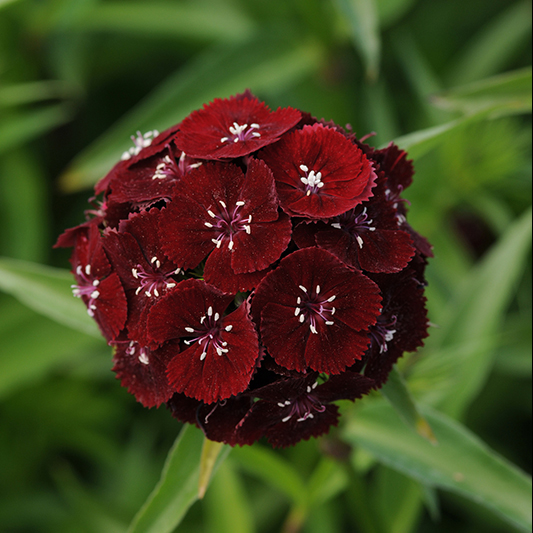 Dianthus barbatus - Bartnelke - Sweet™ Black Cherry