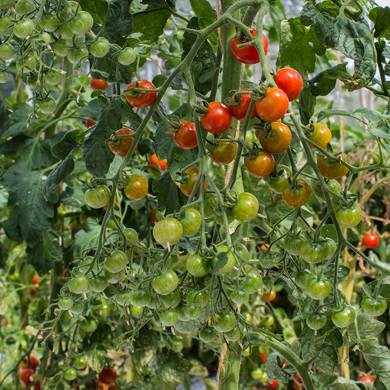 Solanum lycopersicum - Kirschtomate - Sweetie