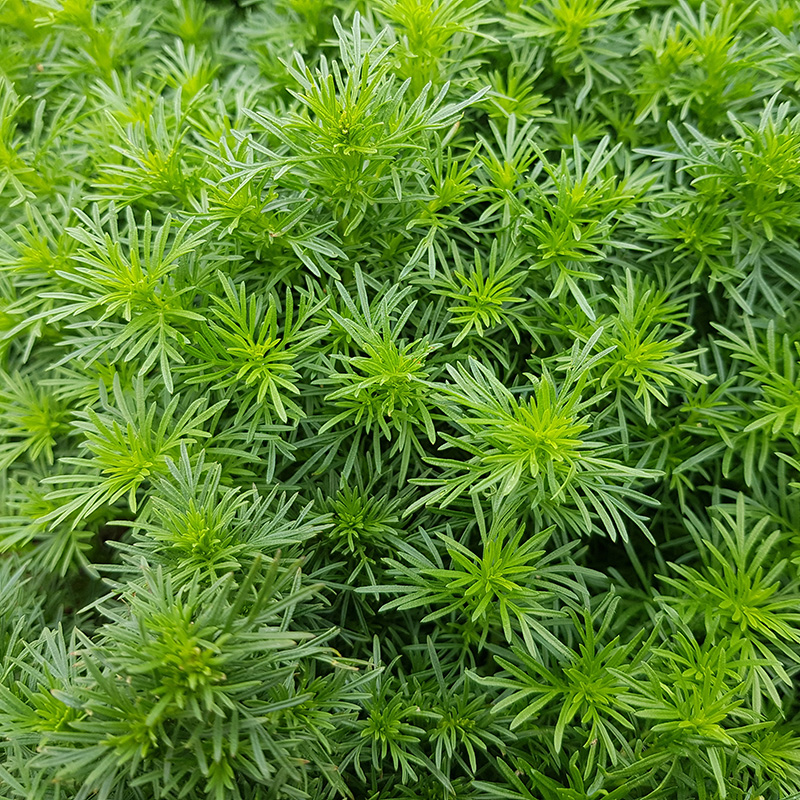 Tagetes filifolia - Lakritzkraut - Dropshot