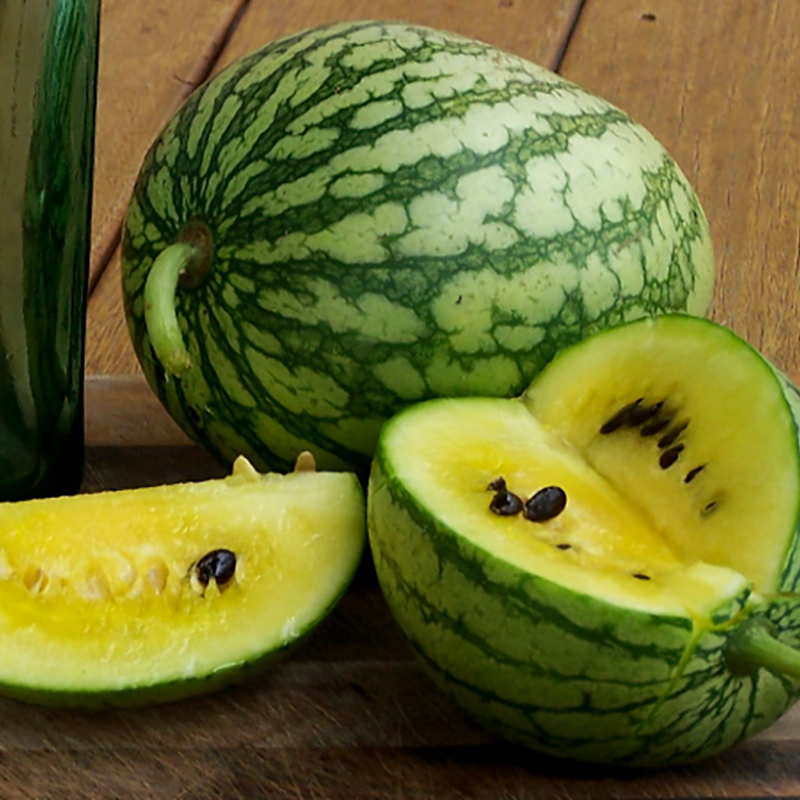 Citrullus lanatus - Wassermelone - Petite Yellow
