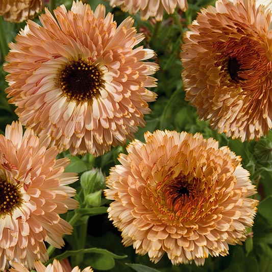 Calendula officinalis - Ringelblume - Touch of Red Buff