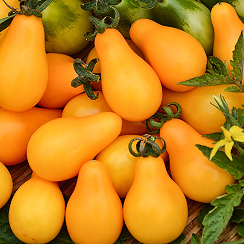 Solanum lycopersicum - Kirschtomate - Yellow Pearshaped
