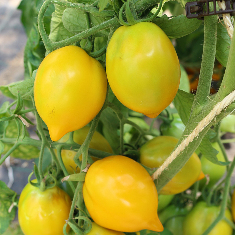 Solanum lycopersicum - Stabtomaat - Citrina