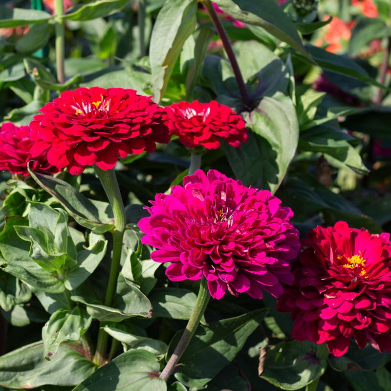 Zinnia Elegans - Zinnie - Benary’s Giant Wine | 100 Samen | 66893.100